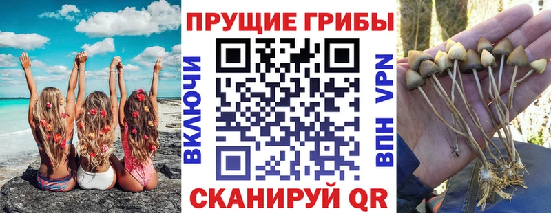 кракен как войти  Абаза  Псилоцибиновые грибы Cubensis 